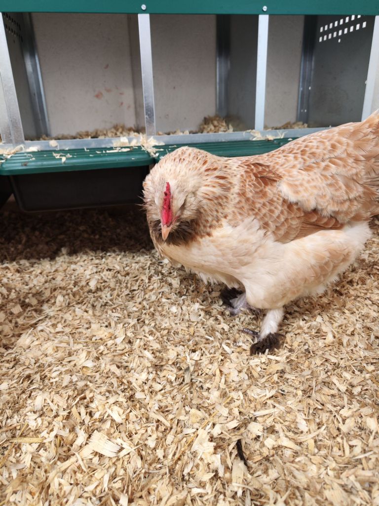 img_20260221_1606076607675000697658287