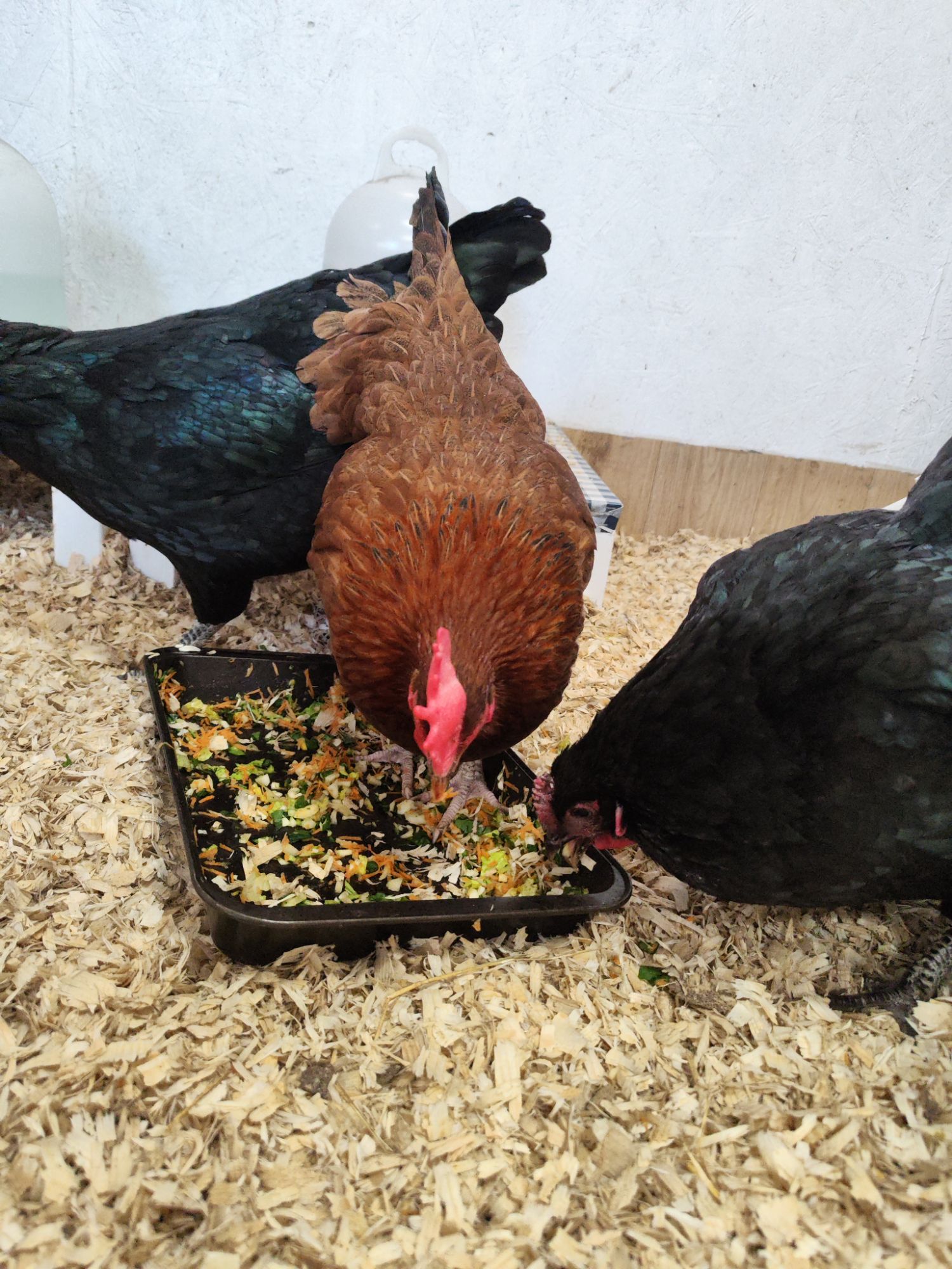 img_20260309_1528437500088446526070529