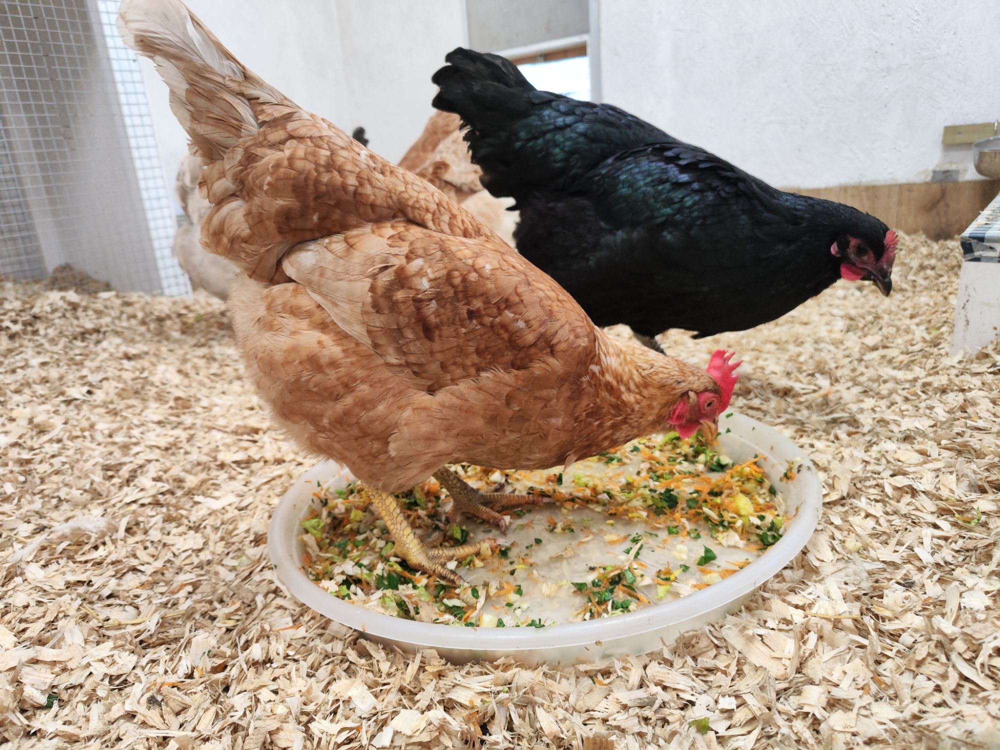 img_20260309_1529209199536518228294299