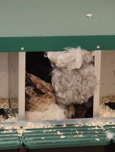 img_20260314_1123547443341992432978810