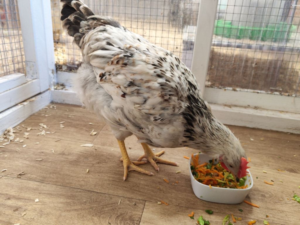 img_20260320_1723394820145752636799578