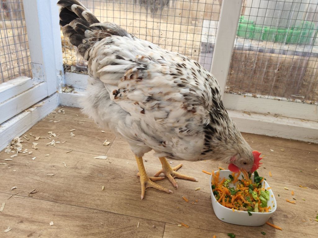 img_20260320_1723527339261233703289073