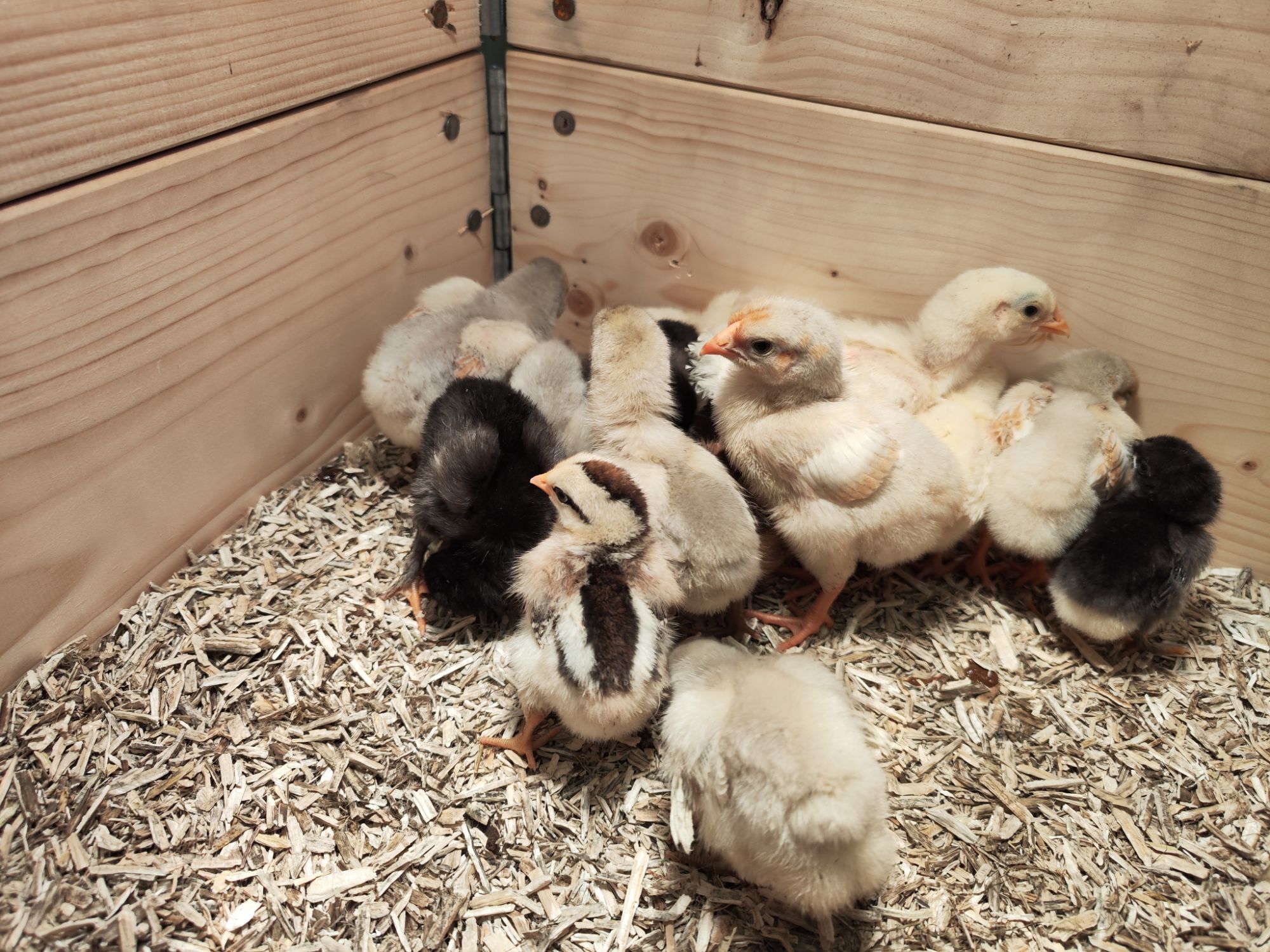 img_20260403_1258183377974043453127046