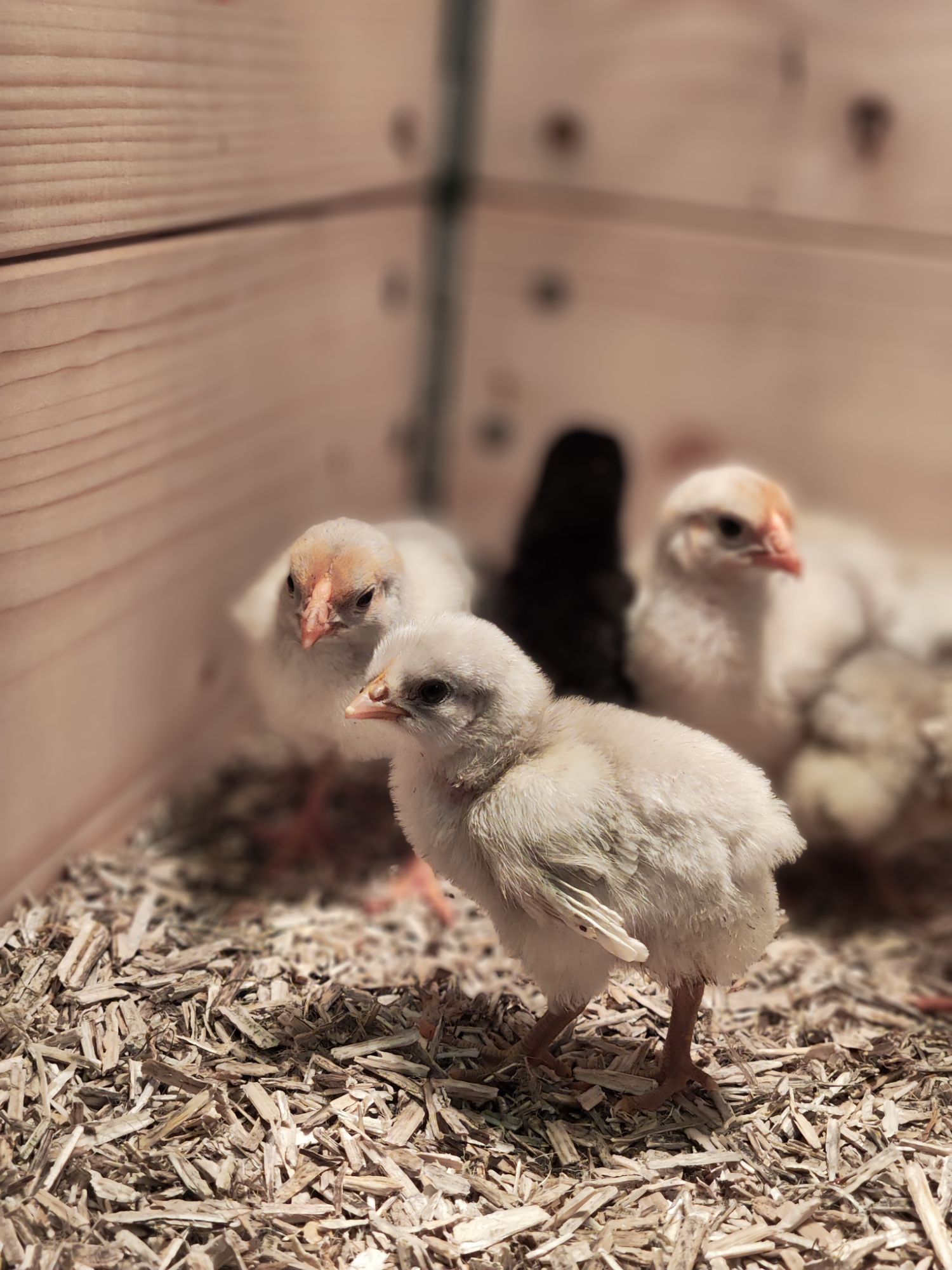 img_20260403_125906133455827191043894