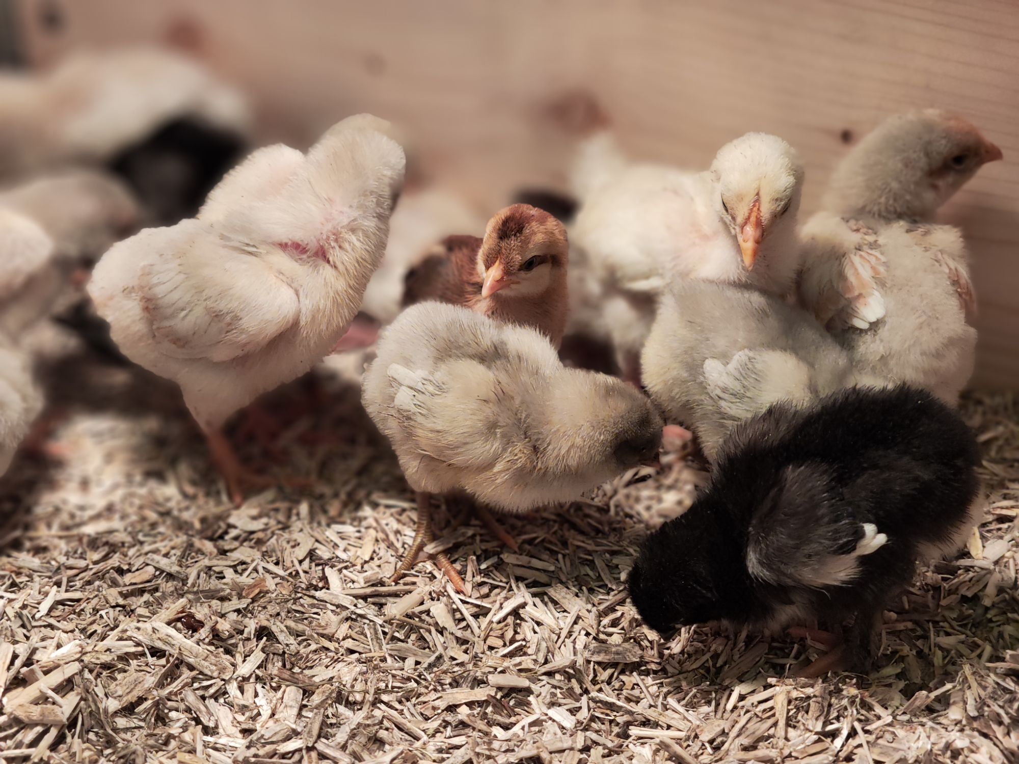 img_20260403_1259223633402712379263093