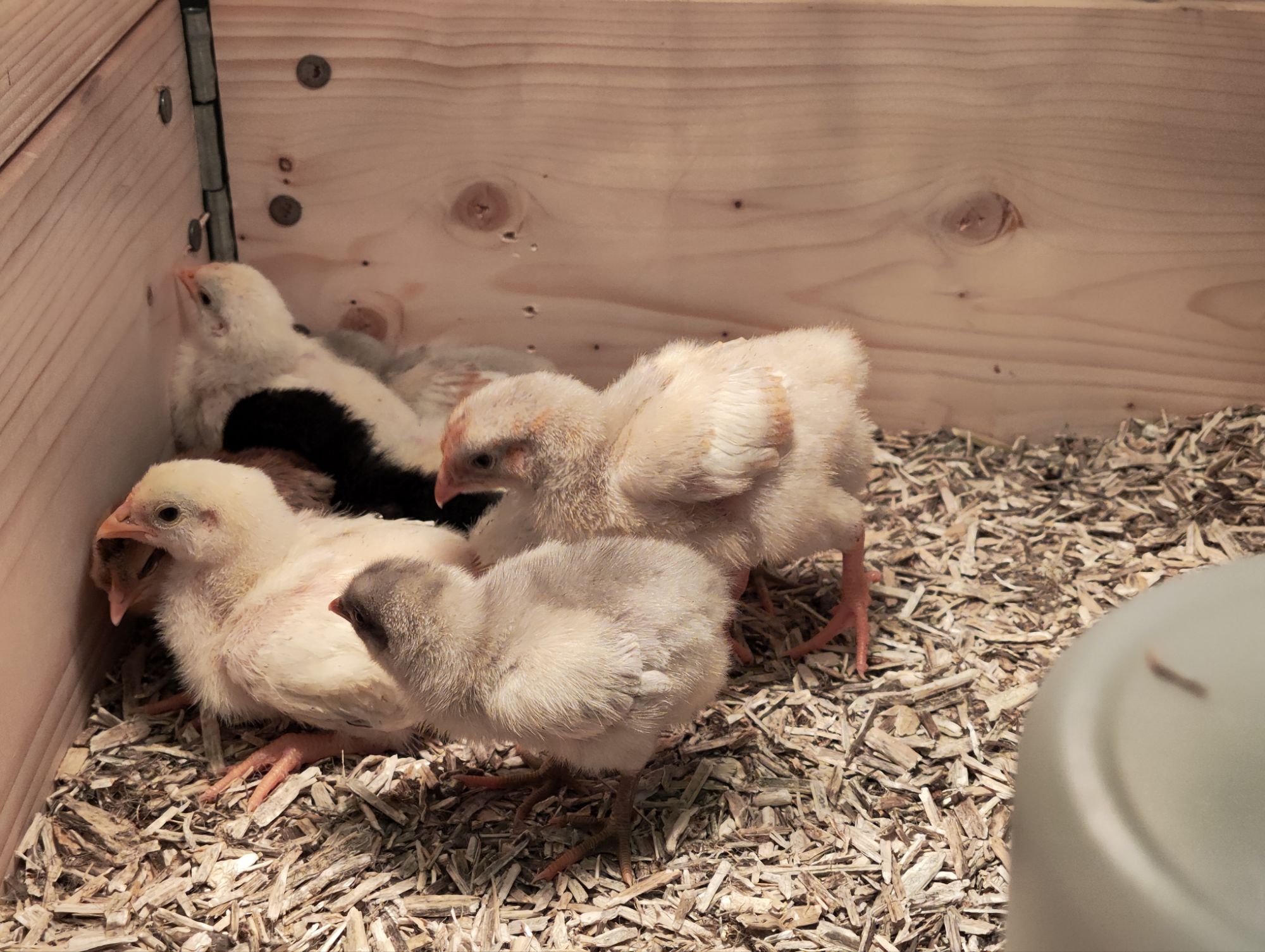 img_20260403_1824477325045996012428628